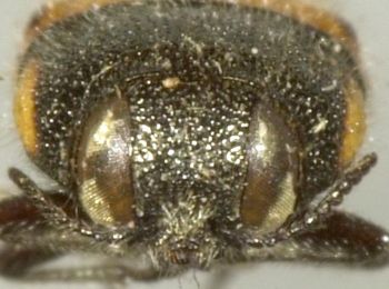 Media type: image;   Entomology 33804 Aspect: head frontal view